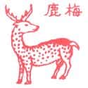 梅鹿 deer
