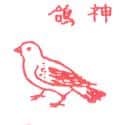 鸽子 pigeon
