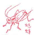 蟋蟀 cricket