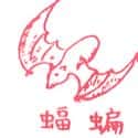 蝙蝠 bat
