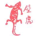 壁虎 lizard