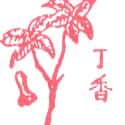 丁香 clove