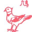鸠 pigeon