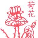 荷花 lotus