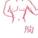 胸部 chest
