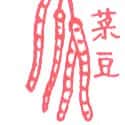菜豆 菜豆 long bean