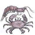 虾蟹 prawn and crab