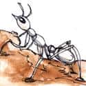 白蚁 white ant