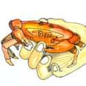 捉蟹 catch crabs