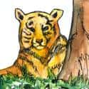 老虎 tiger