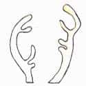 鹿茸 deer antler
