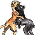 狗打架 dogfight