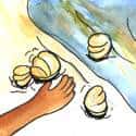 捉蚝 catch oysters