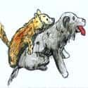 狗亲密 dog mating