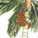 槟榔树 areca nut palm