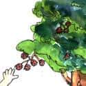 采果子 mining fruit