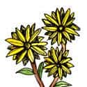 鲜花 flowers