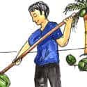 拾椰子,捡椰,收集椰 pick coconut