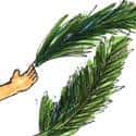 拾椰叶 collect coconut leaf