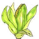 玉蜀黍 corn