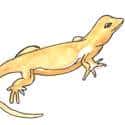 壁虎 lizard