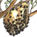 蜜蜂巢 honeycomb