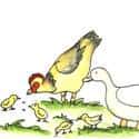 饲养鸡鸭 feeds chickens