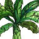 芭蕉 芭蕉 banana