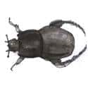 甲虫 beetle