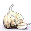 蒜 garlic