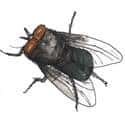 苍蝇 fly