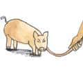 牵猪 pull the pig