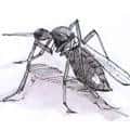 蚊子 蚊子 mosquito