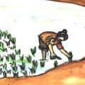 插秧 transplanting rice seedlings