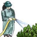 浇尿 watering