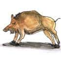 山猪 wild boar