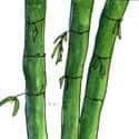 竹 bamboo