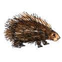 河猪 hedgehog