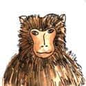 猴子 monkey