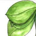 老烟稿 leaves cigarette,rokok daun