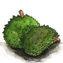 榴莲 durian