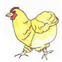 母鸡 hen