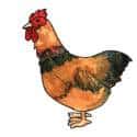 雄鸡,公鸡 cock, rooster,male chicken