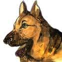 军犬 army dog