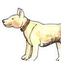 狗 dogs