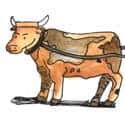 牛 cow
