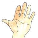手 hand