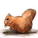 松鼠 squirrel