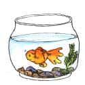 饲养金鱼 fish feeding