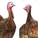 火鸡 turkey